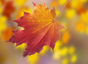 Jesień w grupie Biedroneczek