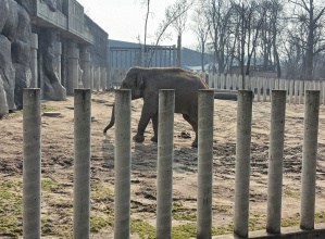 Biedronki, Myszki i Stokrotki z wizytą w Orientarium