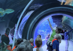 Stokrotki w Orientarium