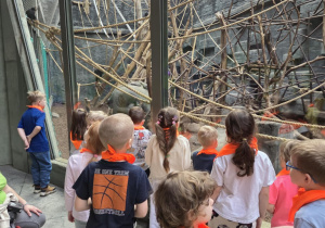 Stokrotki obserwują małpki