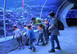 Stokrotki obserwują podwodny świat