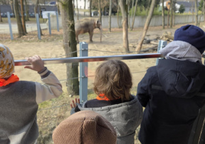 Stokrotki obserwują słonia