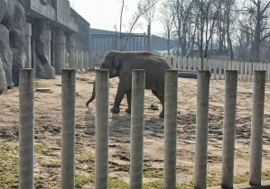 Biedronki, Myszki i Stokrotki z wizytą w Orientarium