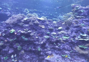 Wizyta w Orientarium - podwodny świat