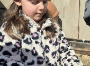 Stokrotki korzystają z pięknej pogody